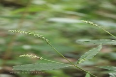 Achyranthes bidentata